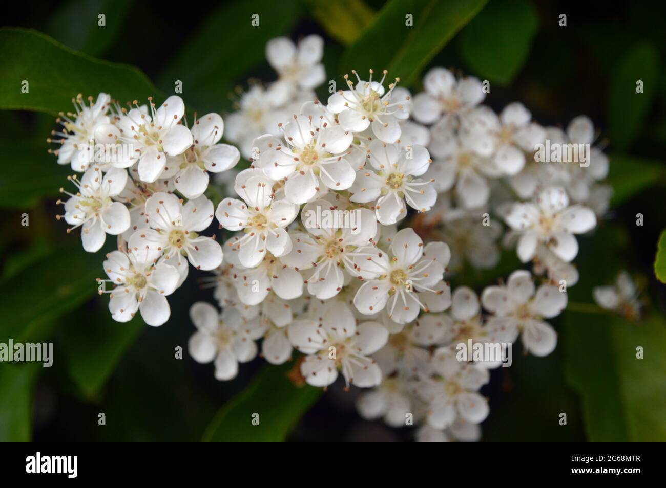 Little White Pyracantha Coccinea (Firethorn) Flowers growing  on a Hedge in an English Country Garden, Lancashire, England, UK. Stock Photo