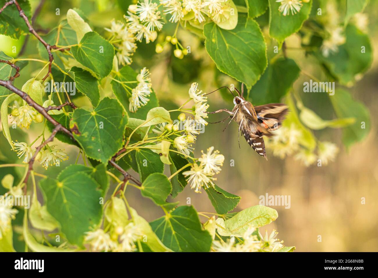 A pigeon tail is on the flowers of a lime tree Stock Photo