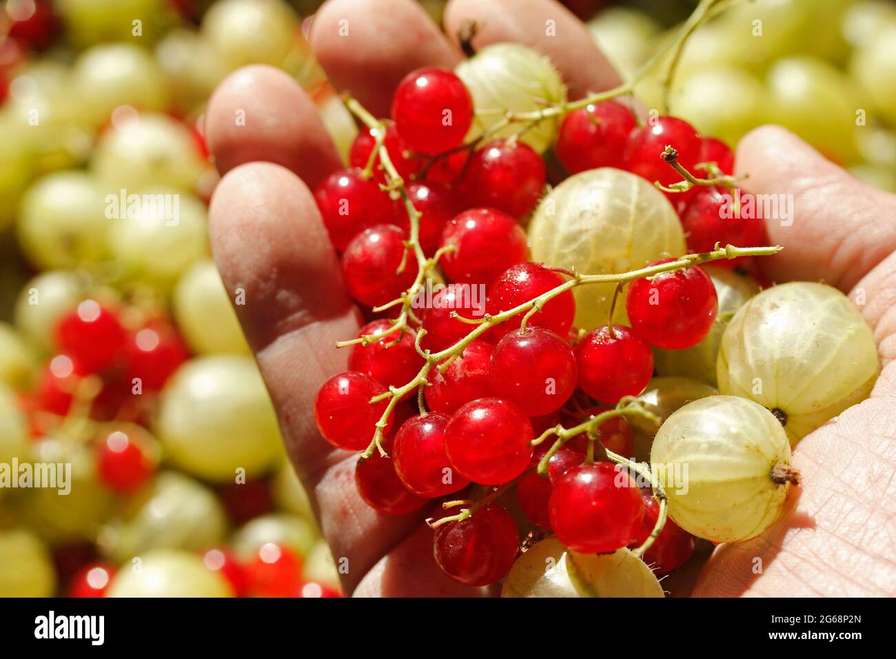 Harvest of berries Stock Photo Alamy