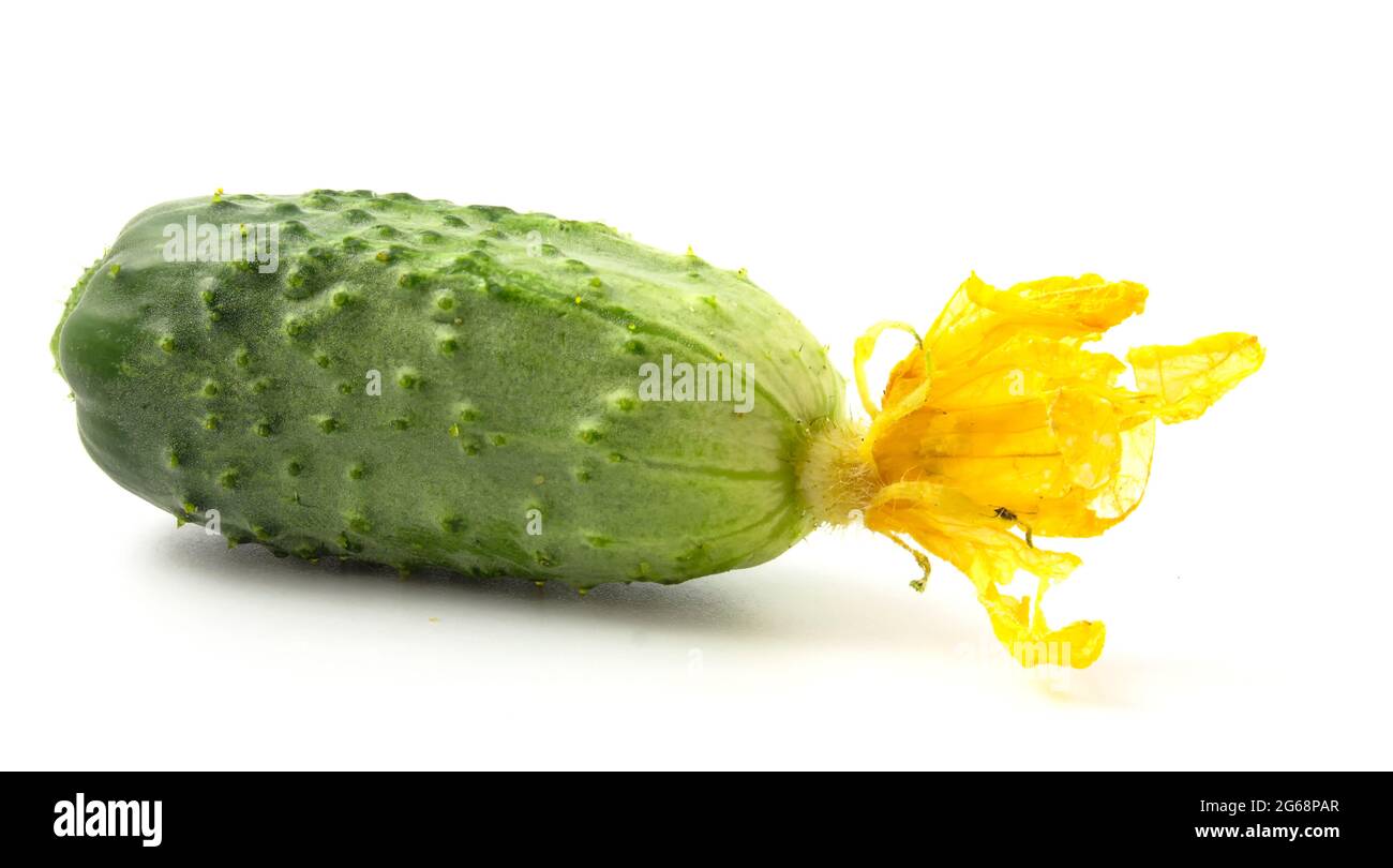 Cucumber with yellow flower on a white background Stock Photo