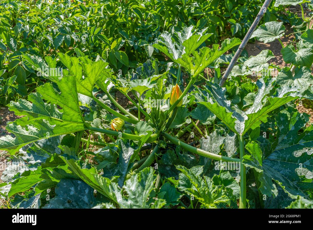 Are Zucchini Poisonous