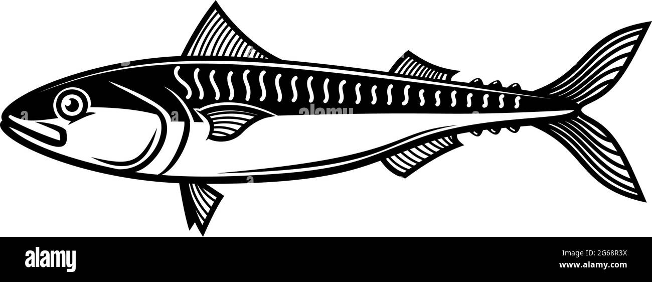 Illustration of mackerel. Design element for logo, label, sign, emblem