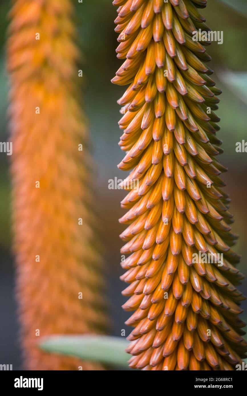 Aloe vera plant flower hi-res stock photography and images - Alamy