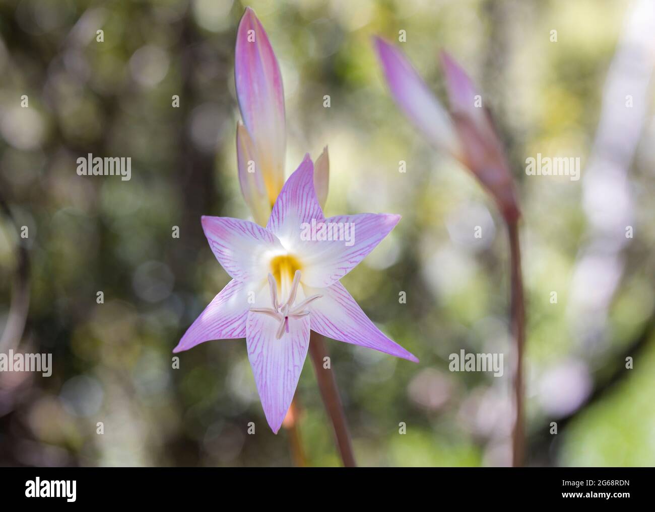 Closeup of the Belladonna Lily or March Lily (Amaryllis belladonna) beautiful pink flowers Stock Photo