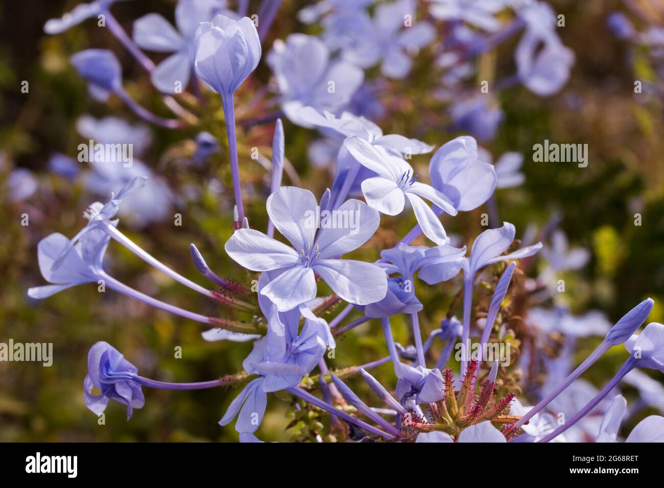 Closeup of the light blue flowers of the Blue Plumbago plant (Plumbago auriculata) Stock Photo