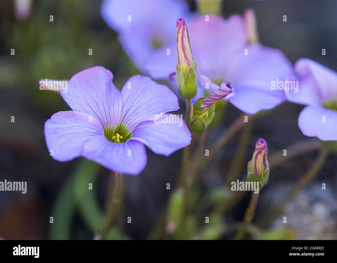 Manyleaf Sorrel (Oxalis polyphylla) plant flowering with light purple flowers Stock Photo