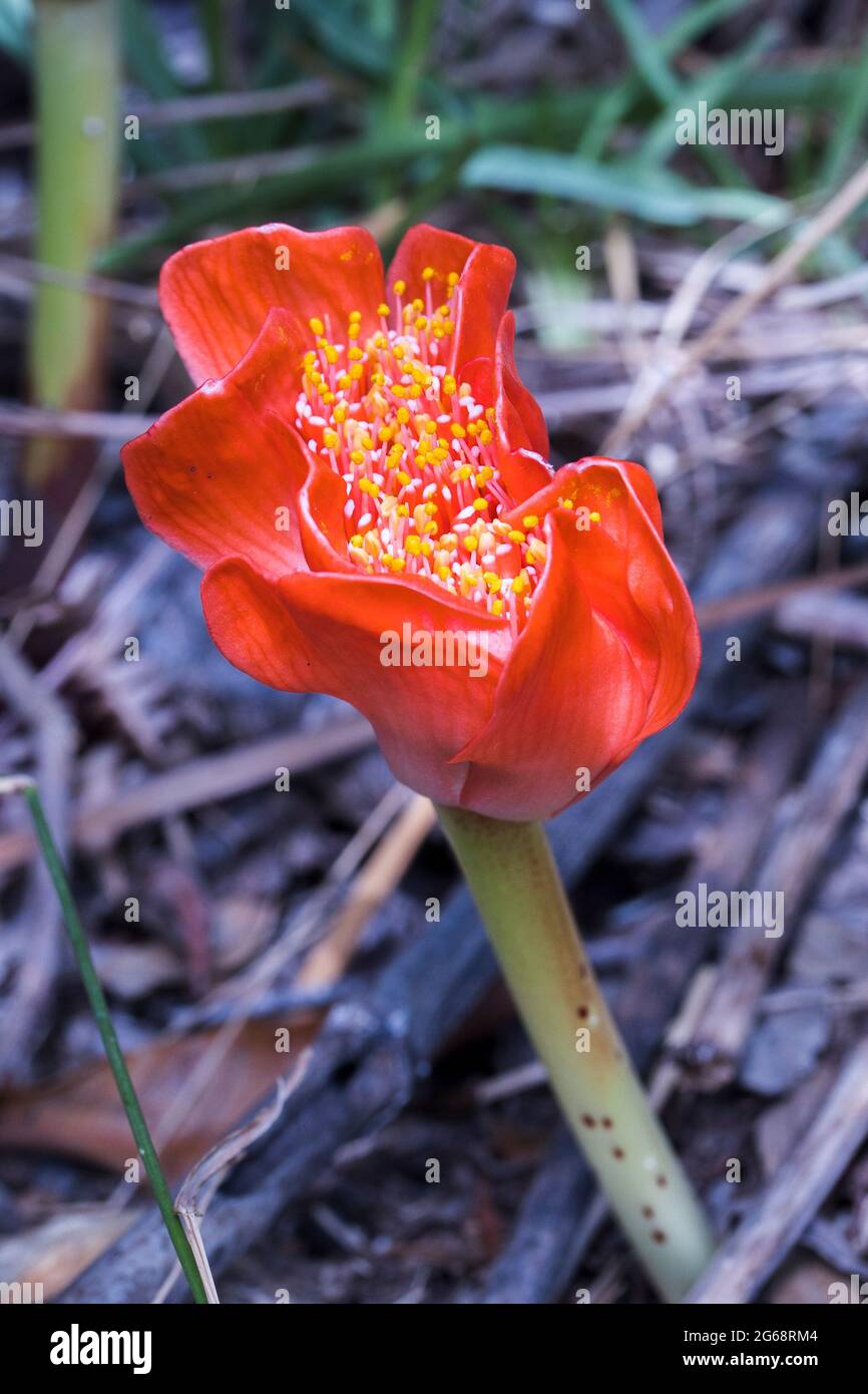 Spotted Bloodlily (Haemanthus coccineus) flower growing out of the ground closeup of the flower with bright orange petals Stock Photo