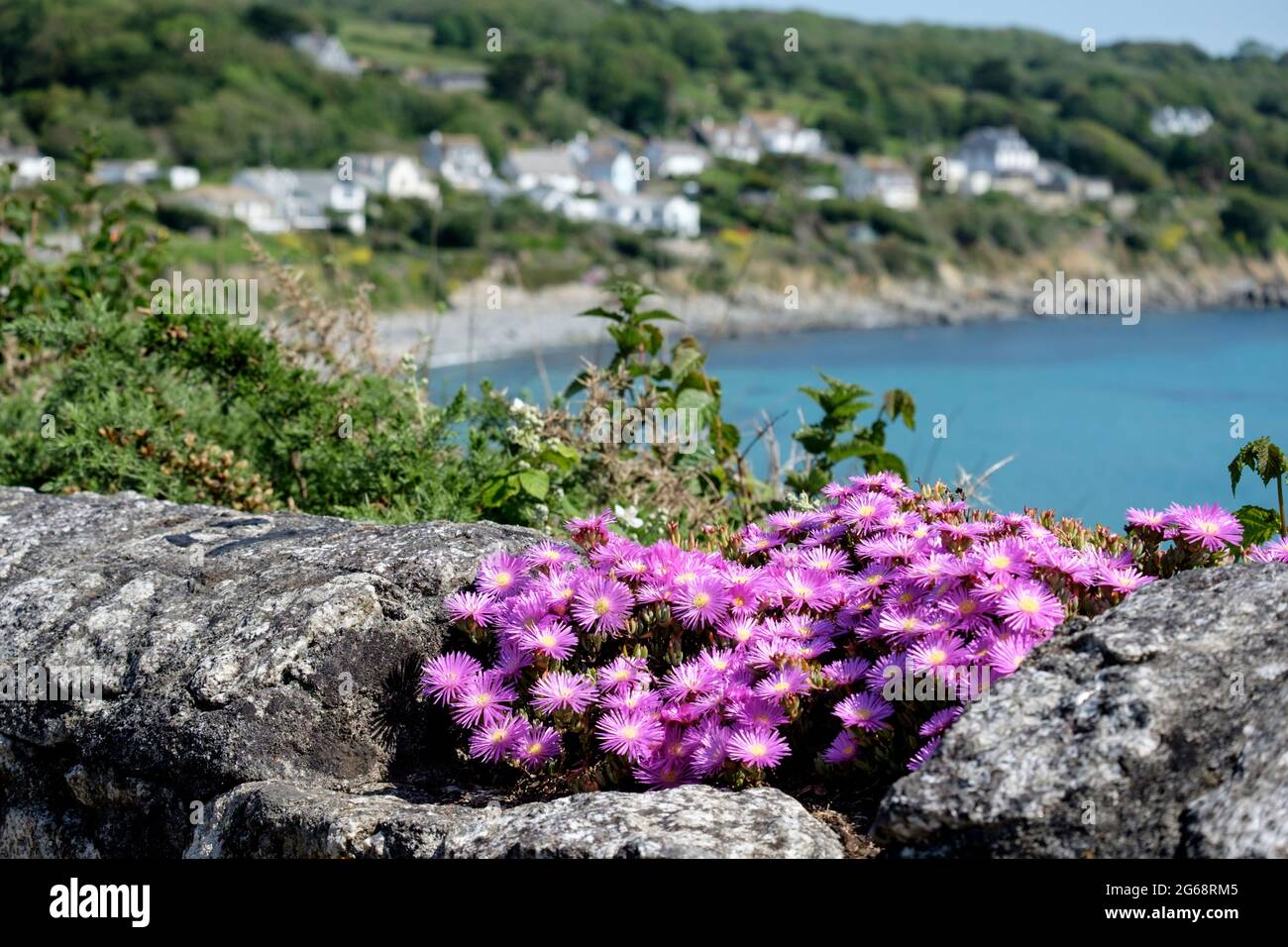 Michaelmas Daisy gowing wild on the Wall above Coverack beach on  the Lizard Peninsula, Cornwall, UK (Aster Island)) Stock Photo