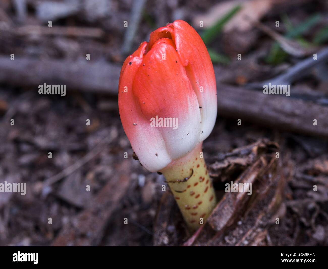 Spotted Bloodlily (Haemanthus coccineus) flower bulb growing out of the soil Stock Photo