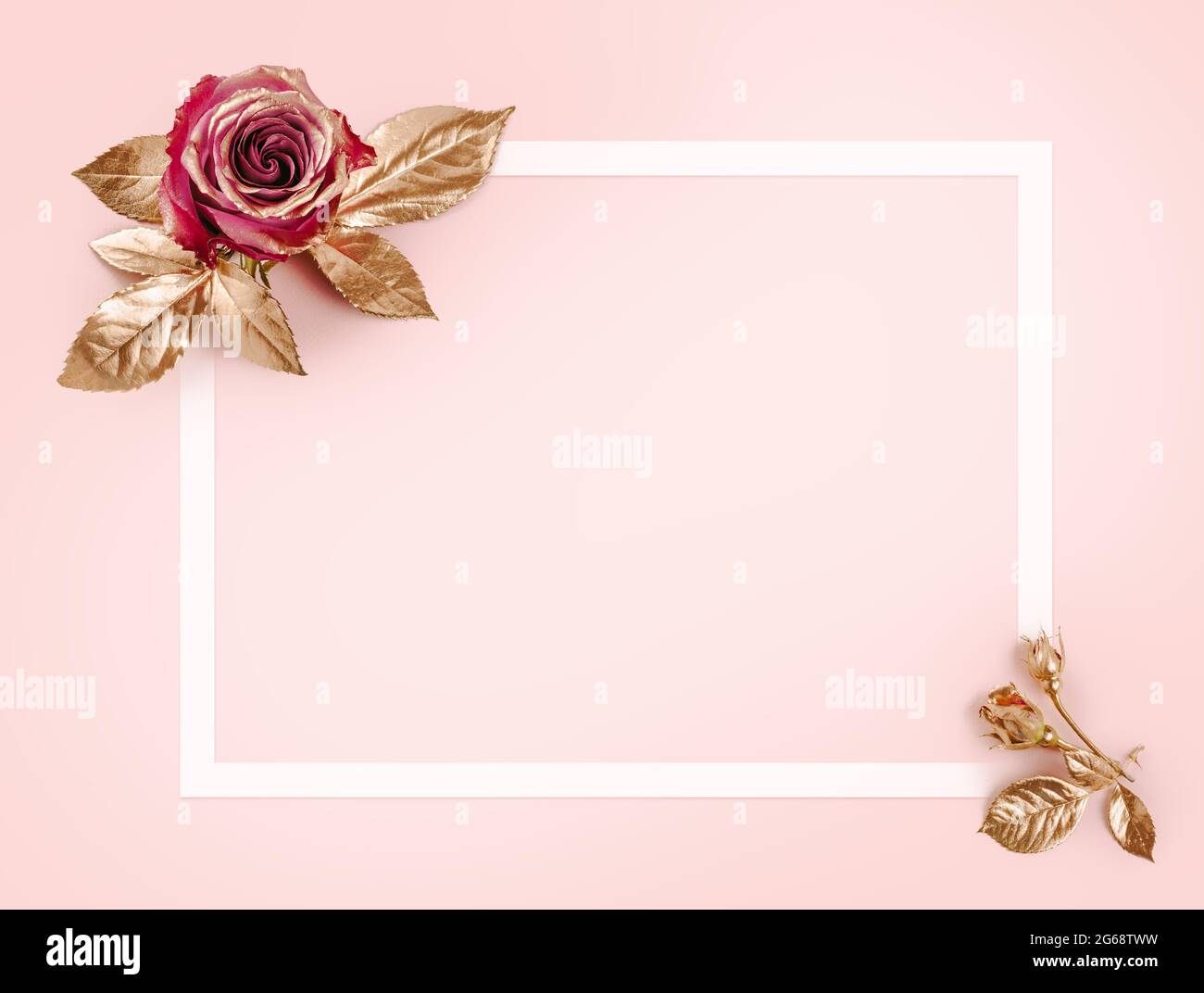 Greeting card template. Top view flat lay with copy space. Gold rose with golden leaves on pink background. Gold rose flower. Stock Photo