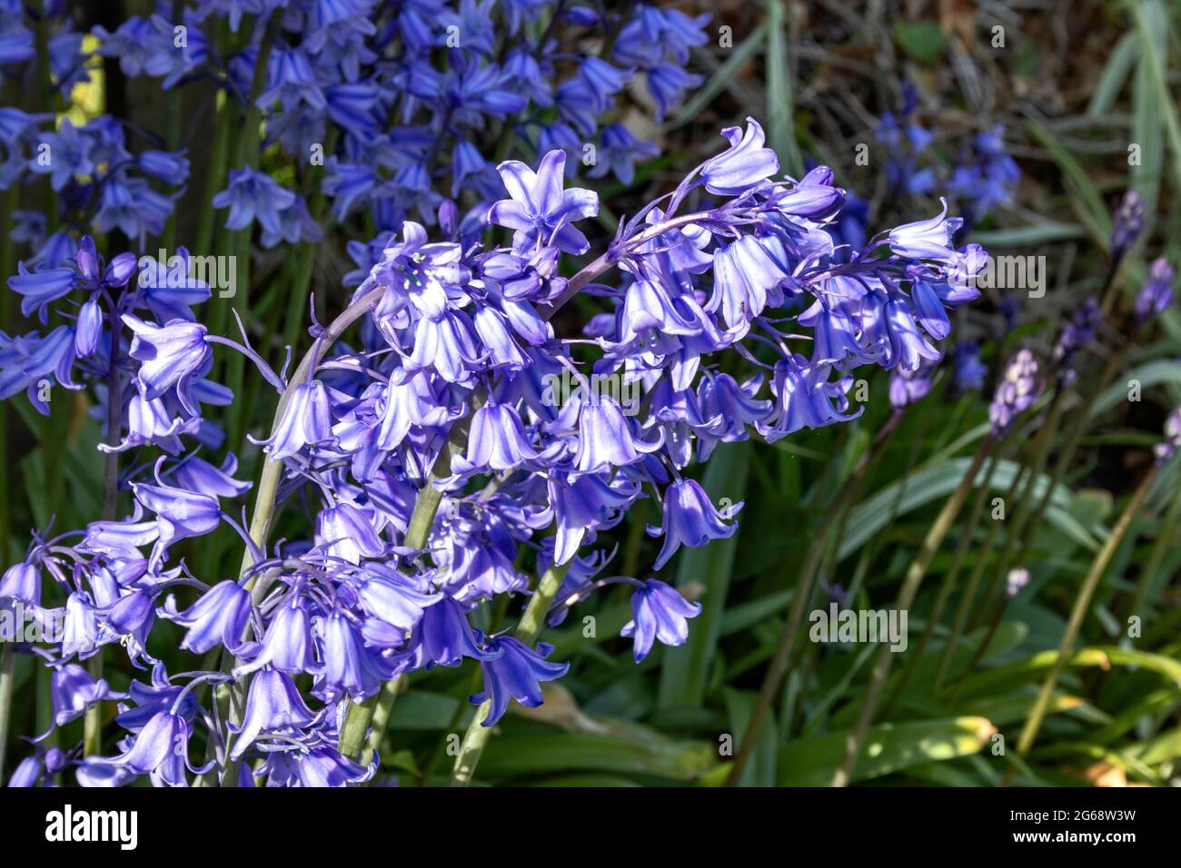 BLUEBELL FLOWERS IN SPRINGTIME Hyacinthoides non-scripta Stock Photo