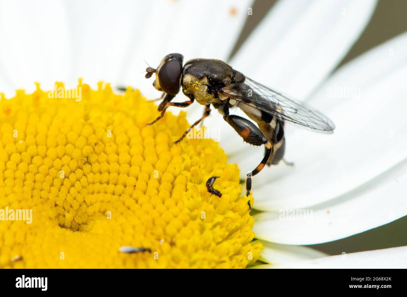 Thick-legged hover fly, Chipping, Preston, Lancashire, UK Stock Photo