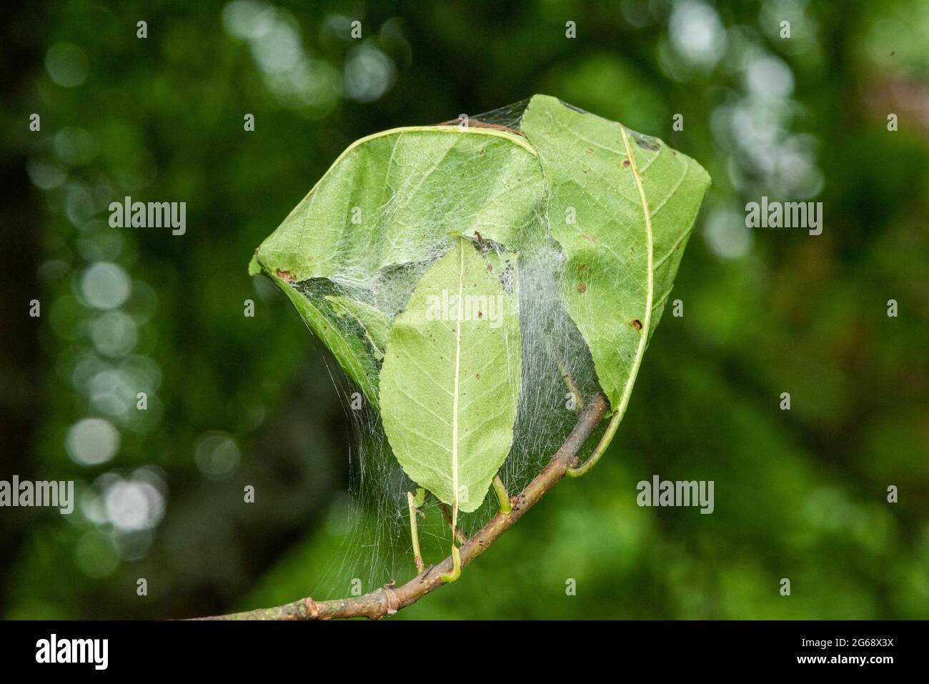 Spindle ermine moth web, Chipping, Preston, Lancashire, UK Stock Photo