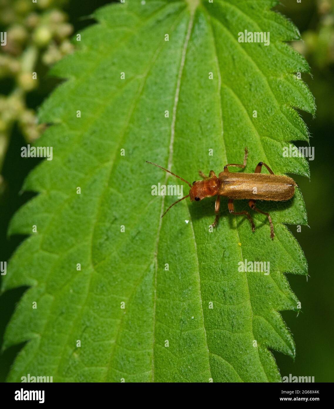 A Solidier beetle, Chipping, Preston, Lancashire, UK Stock Photo