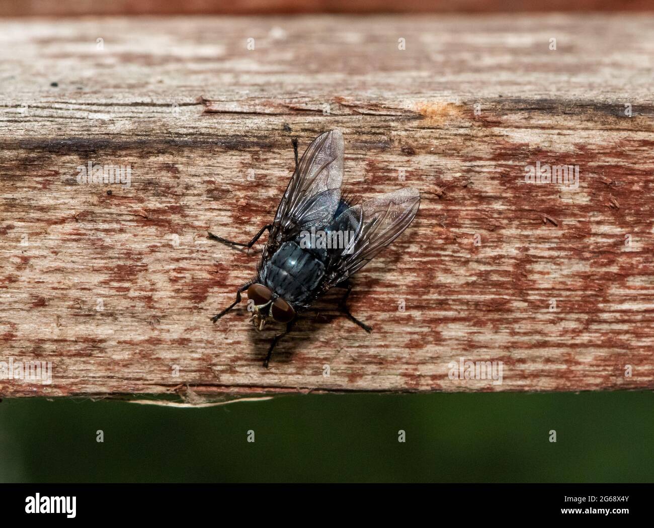 A Blowfly, Chipping, Preston, Lancashire, UK Stock Photo