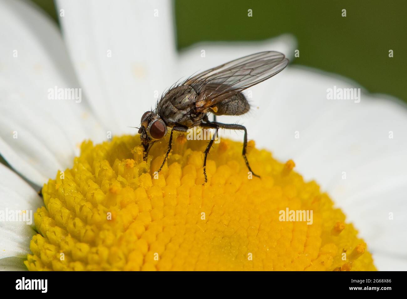 A Tiger fly on an Oxeye daisy, Chipping, Preston, Lancashire, UK Stock Photo