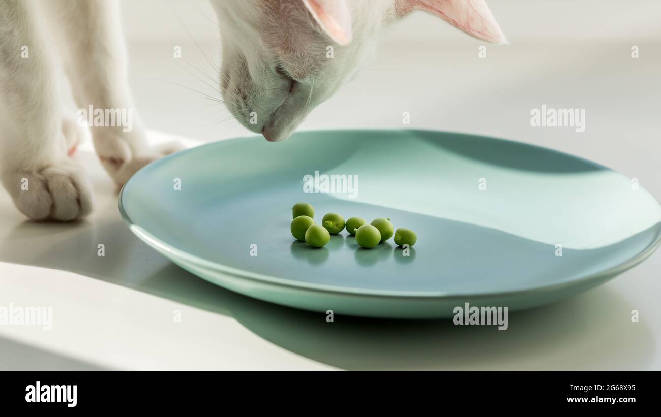 White cat eating green sweet pea. Healthy vegan food Stock Photo Alamy