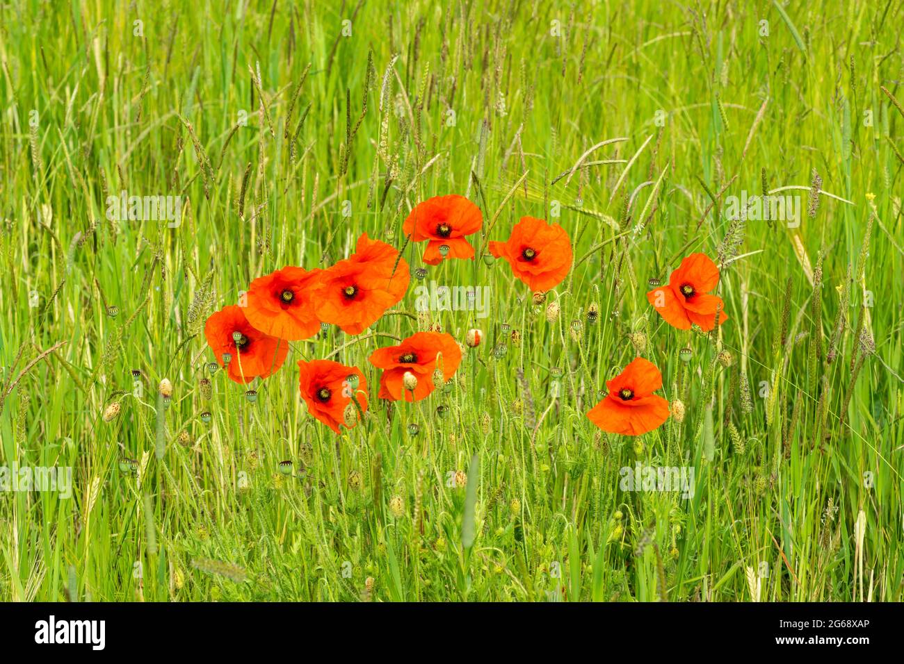 Poppies growing wild in grass meadow Stock Photo - Alamy