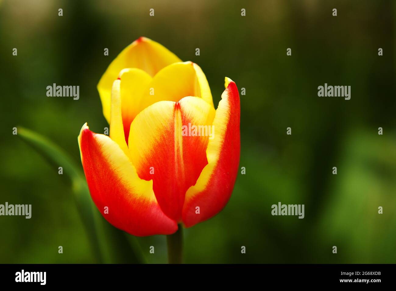 Beautiful Red'n Yellow Tulip on Blurred Green Background Stock Photo