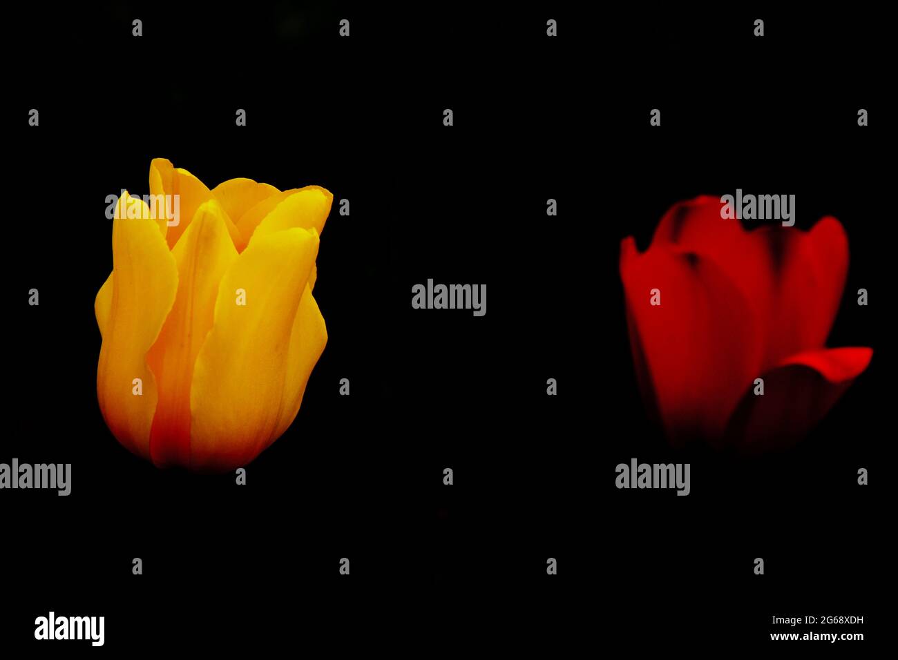 Yellow and Red Tulips on black background Stock Photo