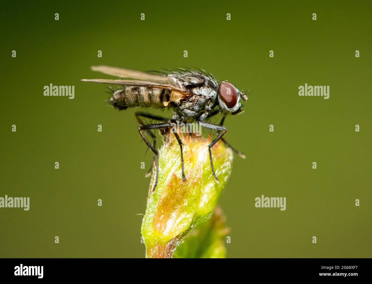 A Tiger fly, Chipping, Preston, Lancashire, UK Stock Photo