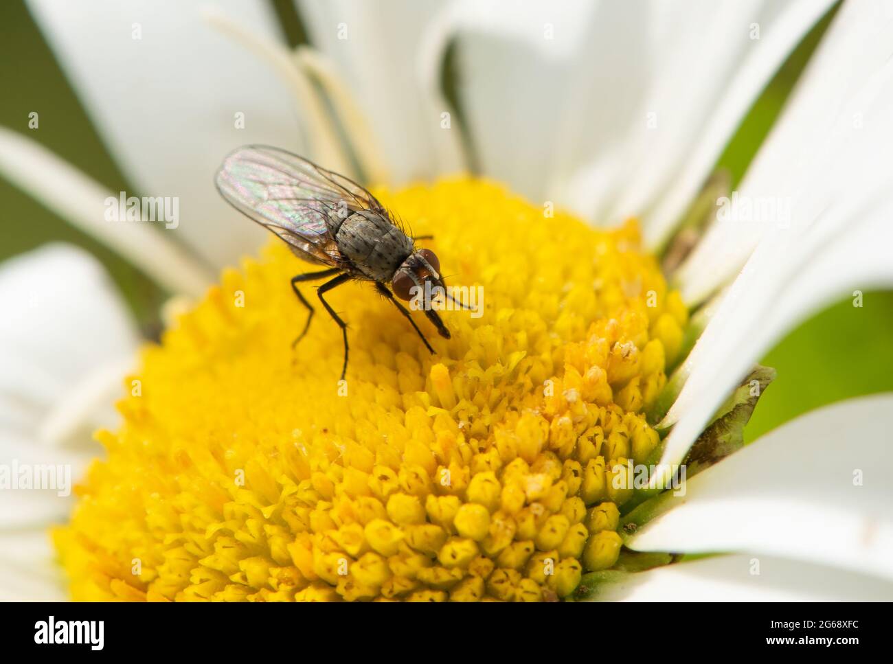 A Tiger fly on an Oxeye daisy, Chipping, Preston, Lancashire, UK Stock Photo