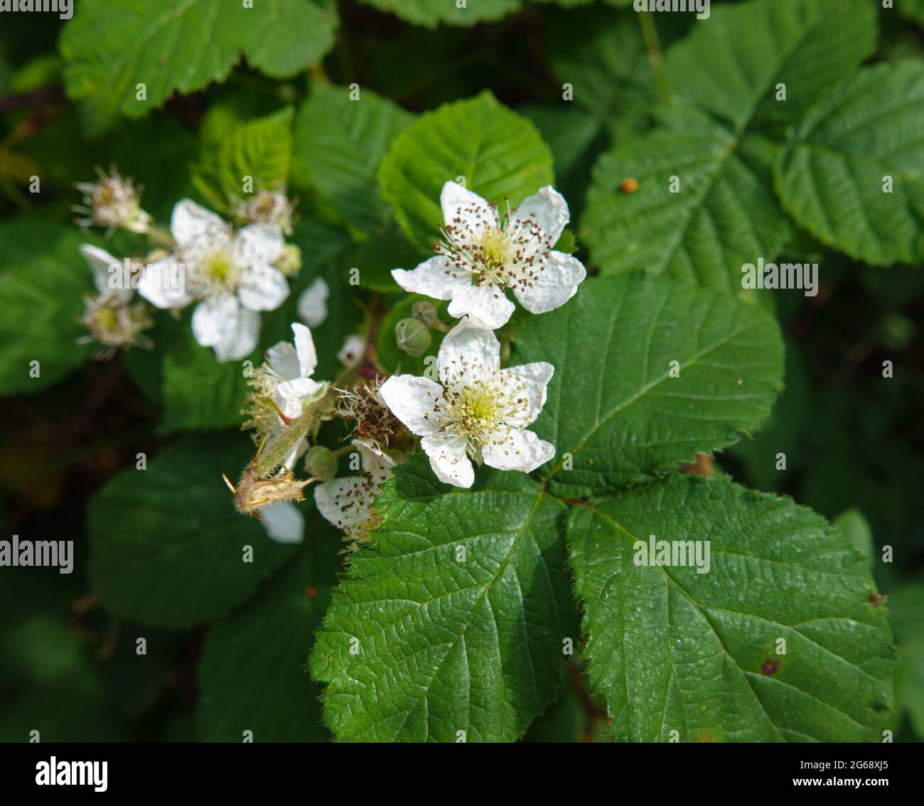 beautiful white flower of the common blackberry, bramble (Rubus