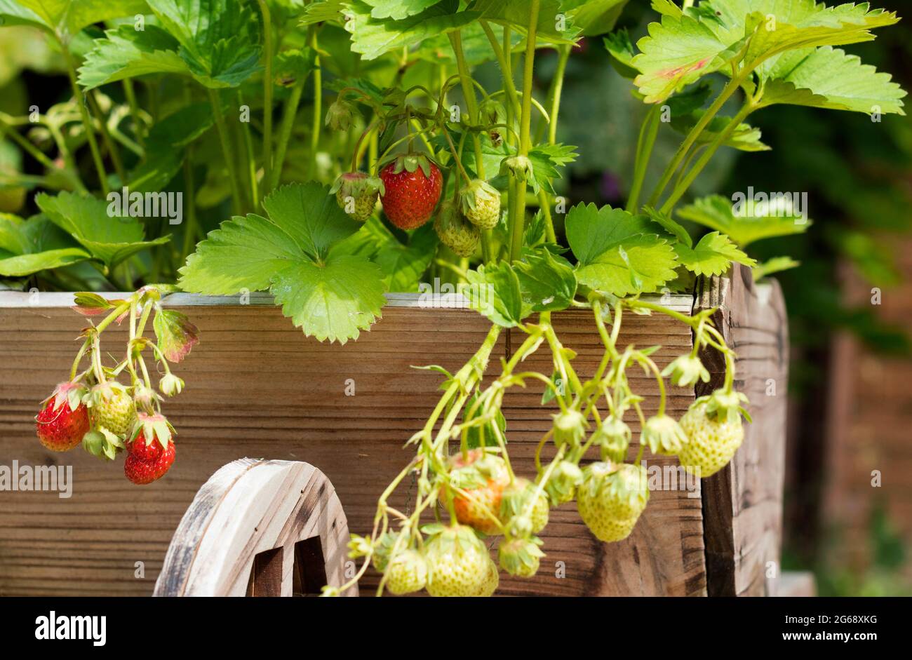 Strawberries Growing in Wheelbarrow Planter Stock Photo Alamy