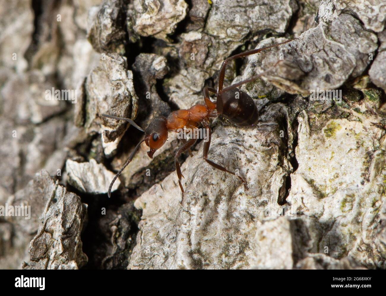 A Southern wood ant, Arnside, South Cumbria, UK. Stock Photo