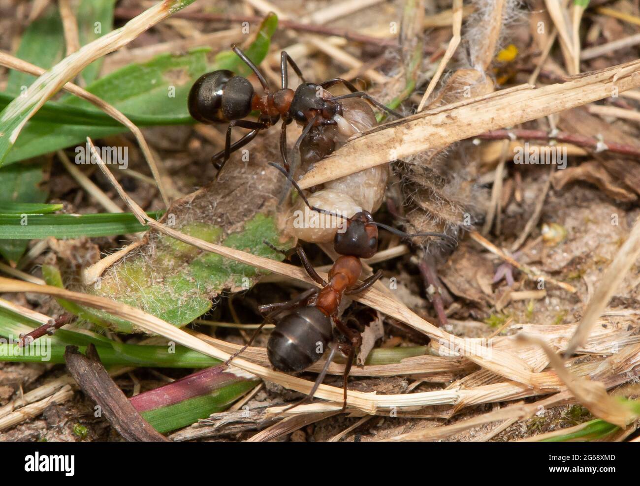 Southern wood ants carrying a grub, Arnside, South Cumbria, UK. The ants build their nests in sheltered sunny spots and are most active in spring and Stock Photo