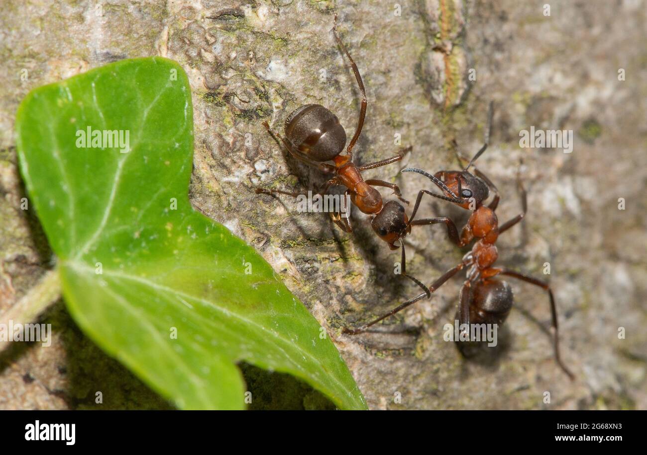 Southern wood ants at their range limit in Arnside, South Cumbria, UK. The ants build their nests in sheltered sunny spots and are most active in spri Stock Photo