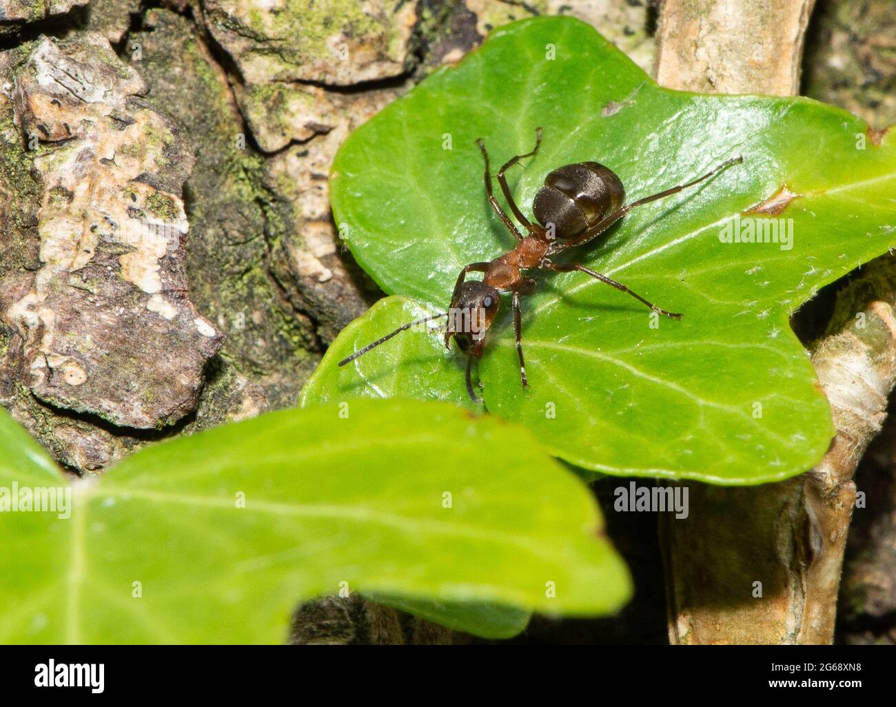 A Southern wood ant, Arnside, South Cumbria, UK. Stock Photo