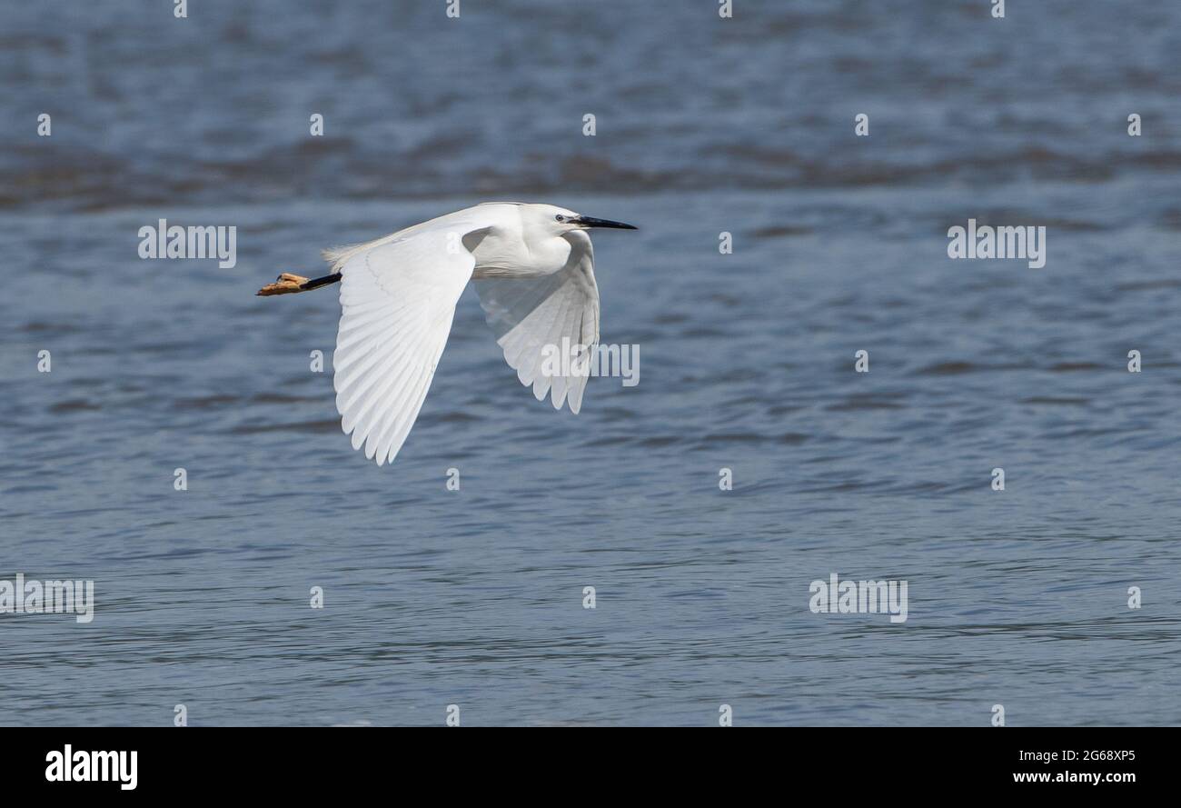 A little egret flying, Arnside, Milnthorpe, Cumbria, UK Stock Photo
