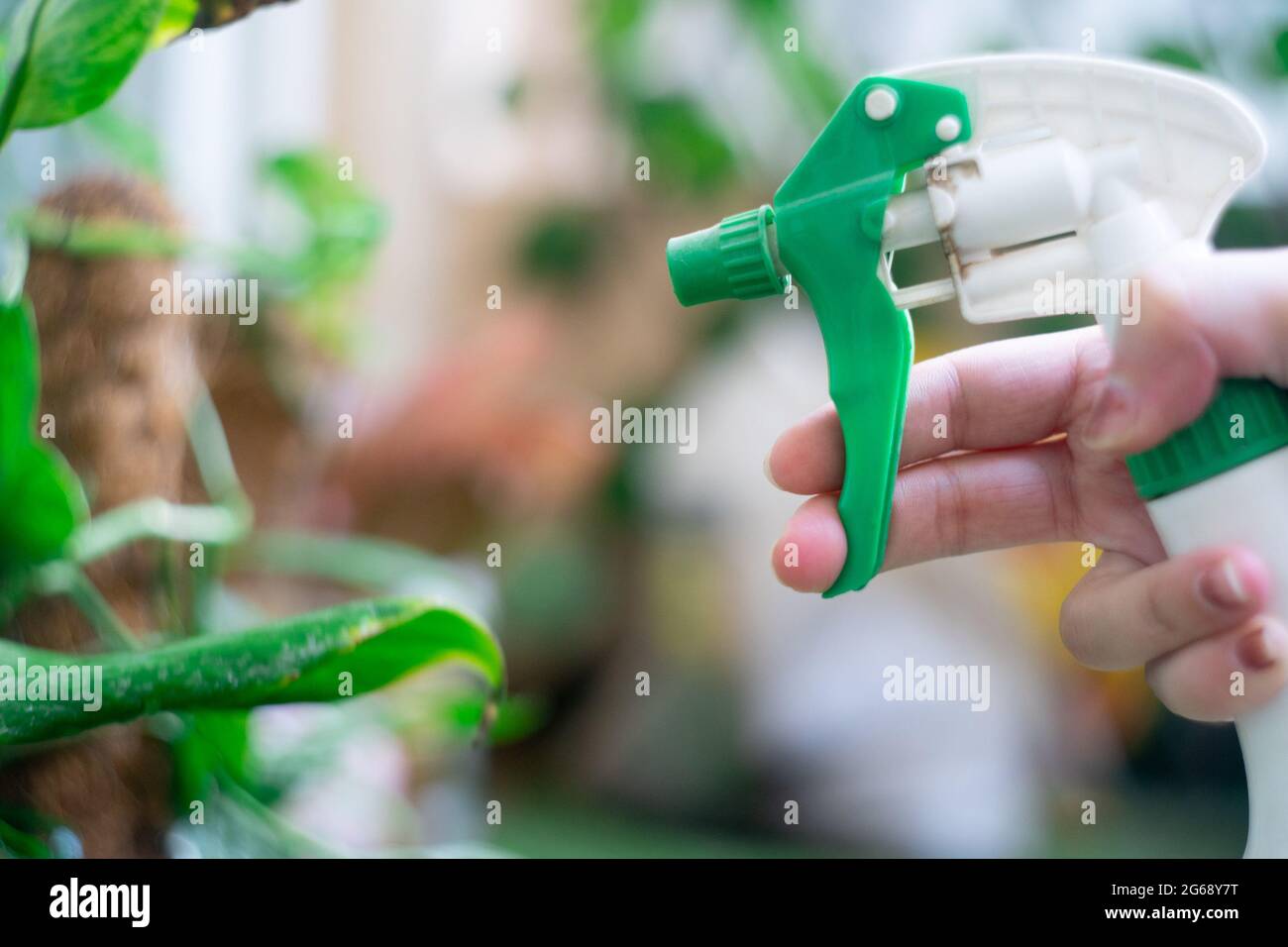 Green spray bottle being used to mist spray fertilizer, pesticide