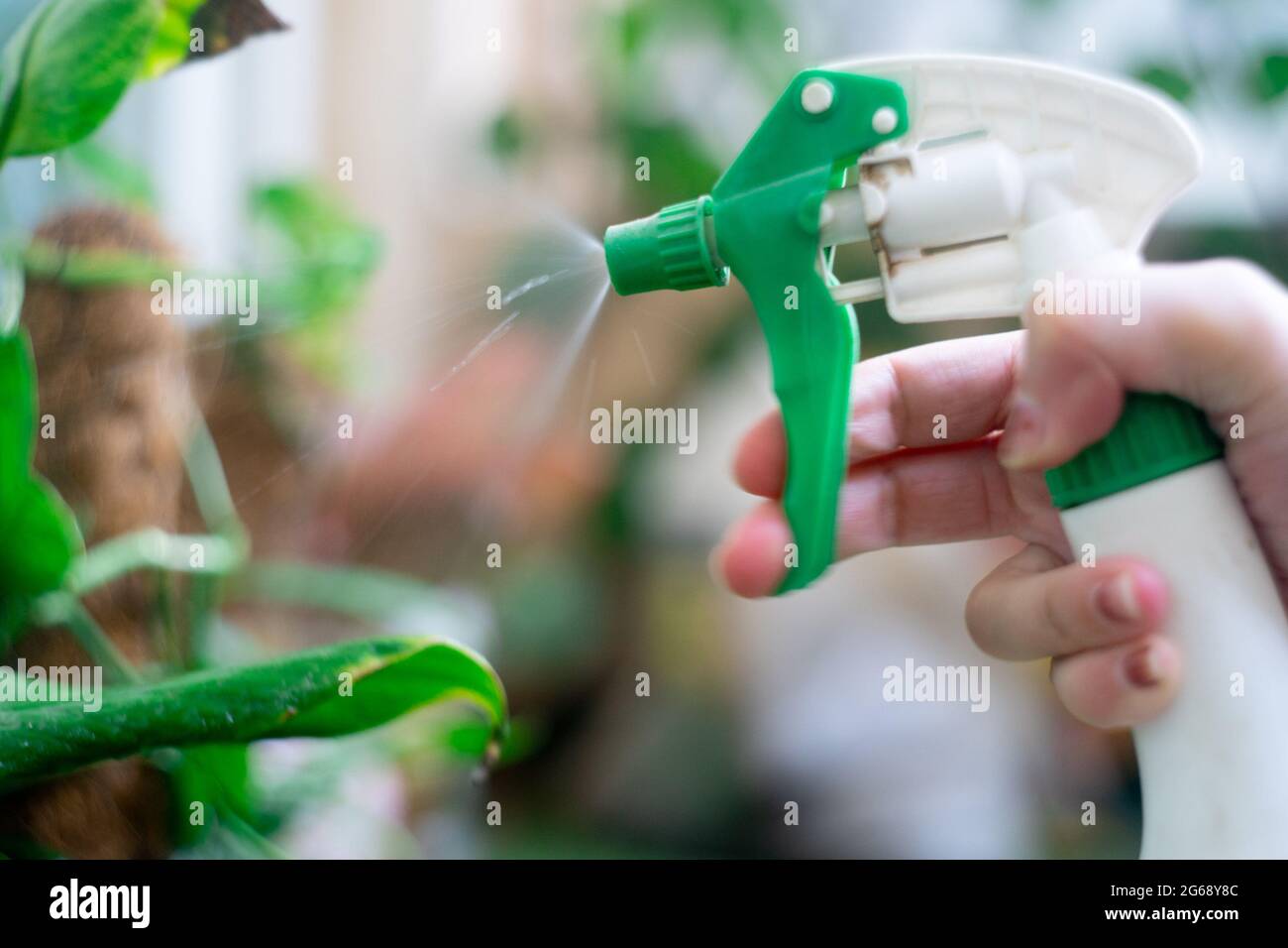 Green spray bottle being used to mist spray fertilizer, pesticide