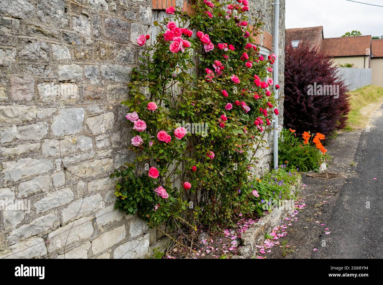 Pretty pink roses growing up the side of a traditional chocolate box