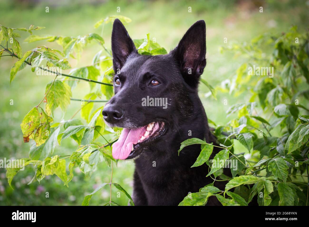 Hollandse Herder (Dutch Shepherd Dog) Stock Photo