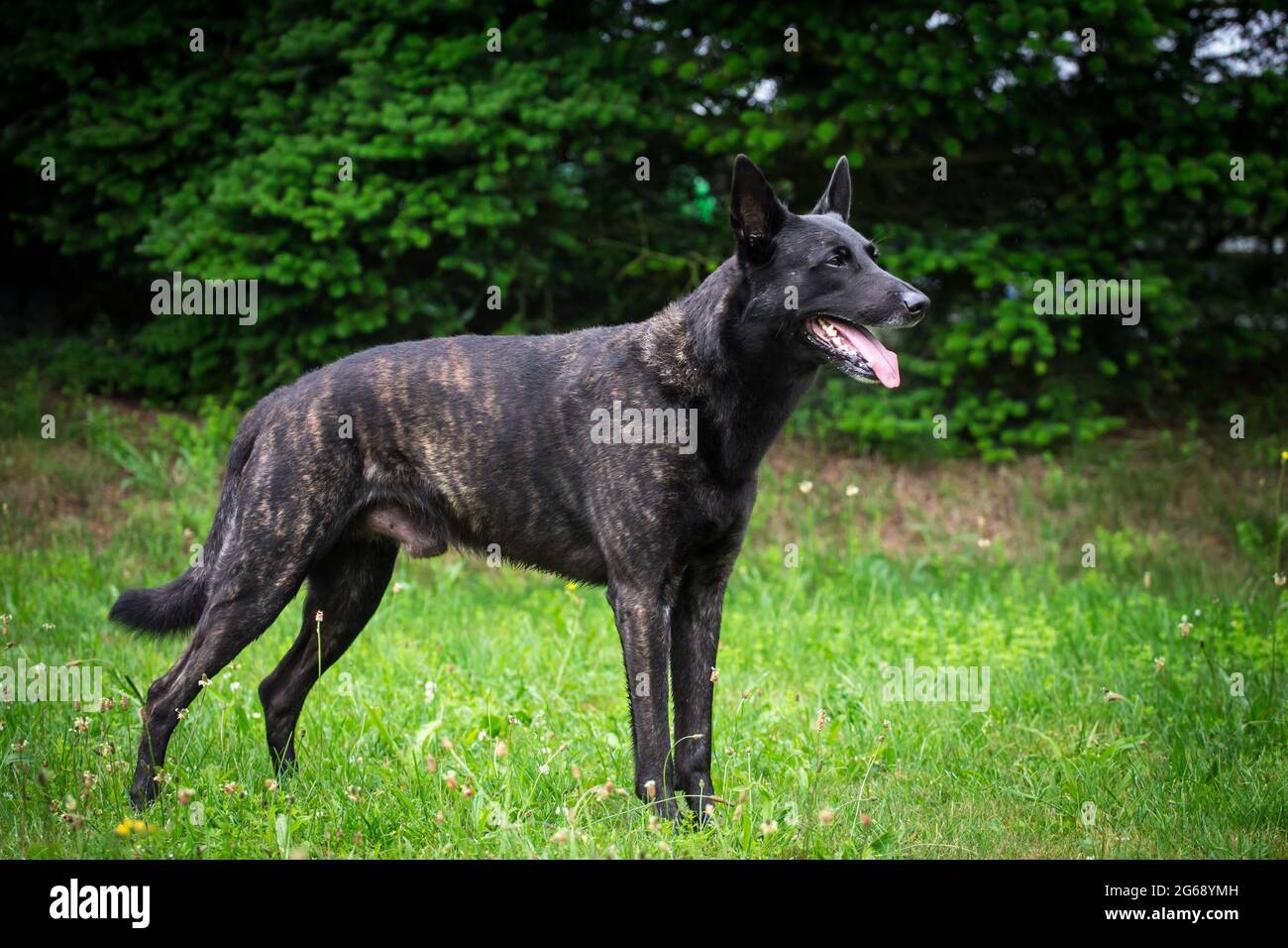 Hollandse Herder (Dutch Shepherd Dog) Stock Photo