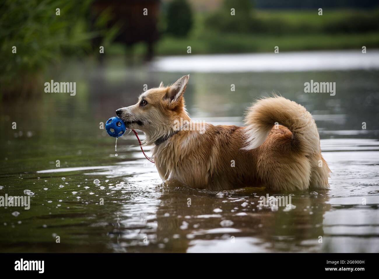 Welsh Corgi Pembroke playing in the water with a toy Stock Photo