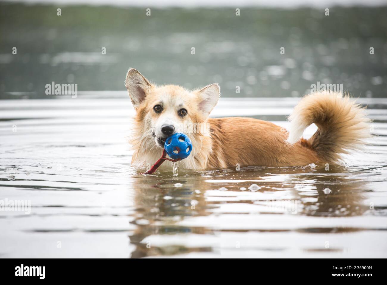 Welsh Corgi Pembroke playing in the water with a toy Stock Photo