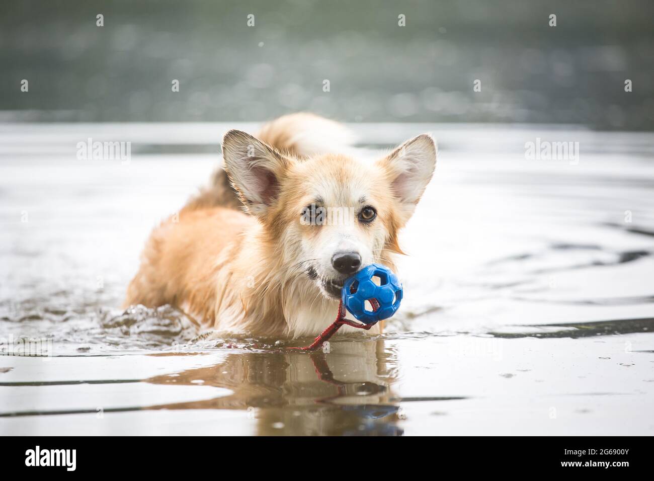 are corgis water dogs