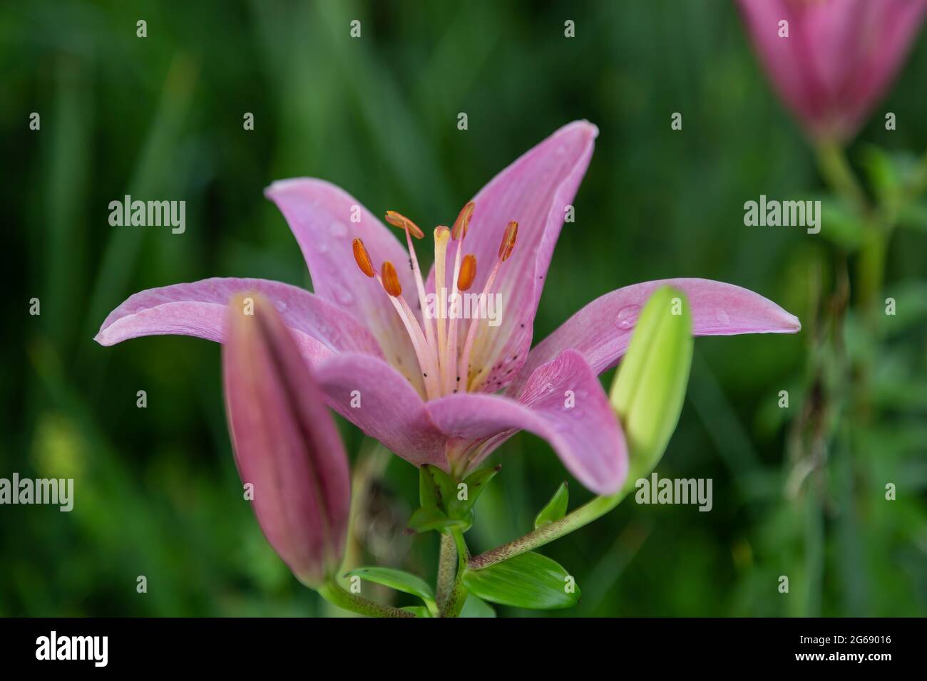 a close up of a pink lily newly opened in the garden Stock Photo
