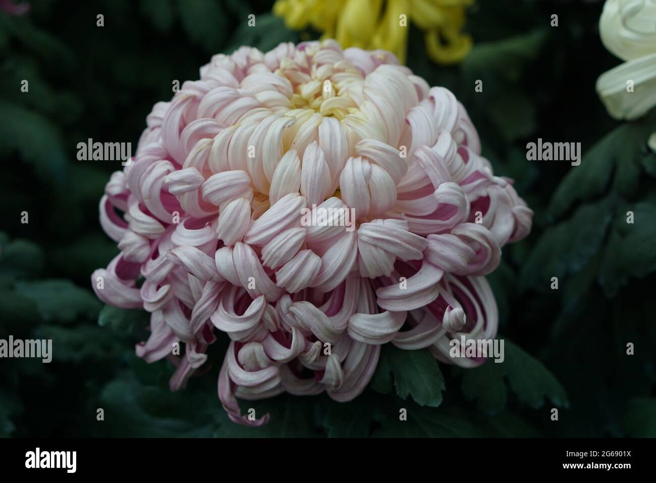 Chrysanthemum grandiflorum- Dahlia variety - Aster Family Stock Photo