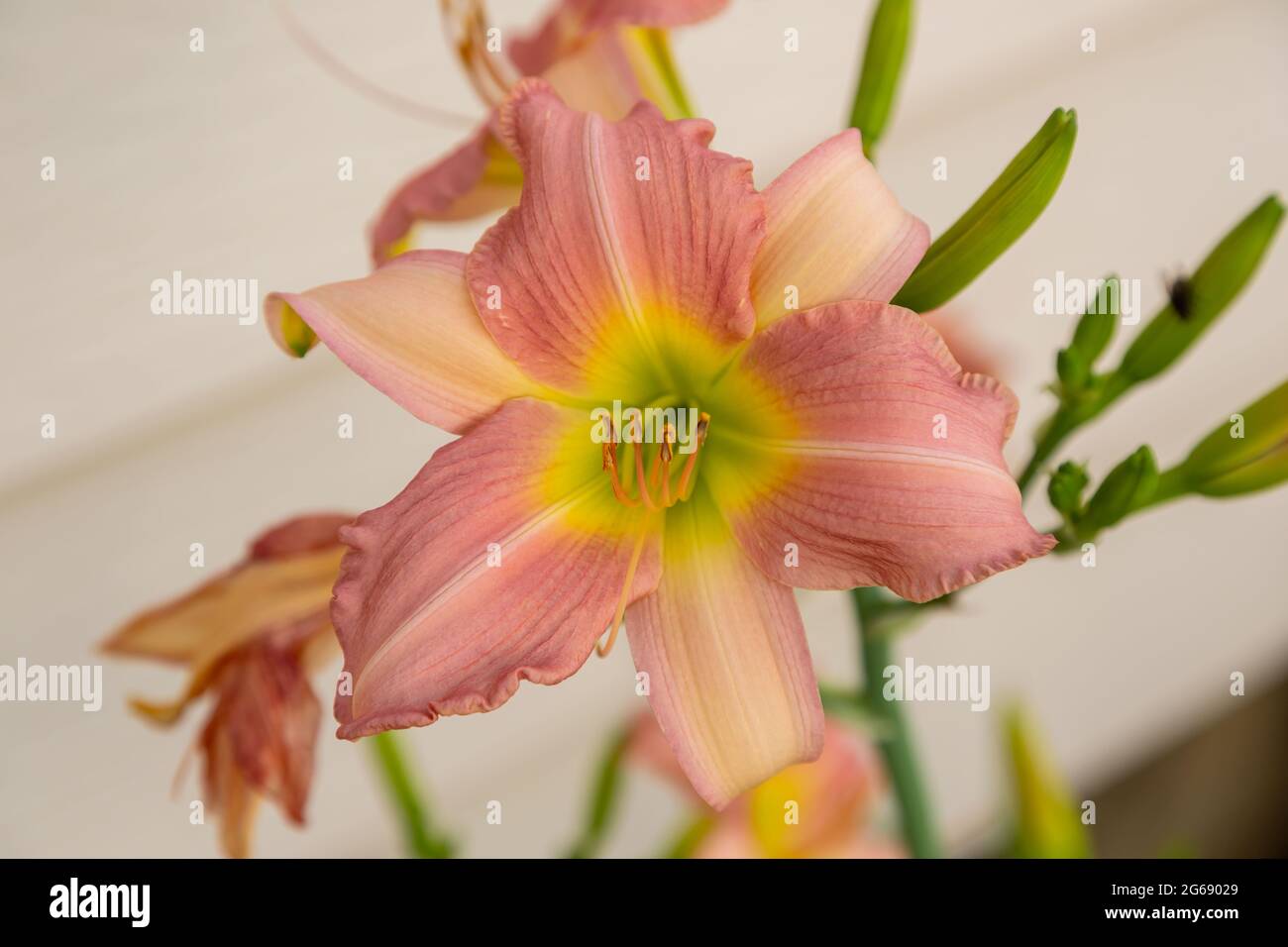 a pink and yellow lily blooming in the Lily garden Stock Photo