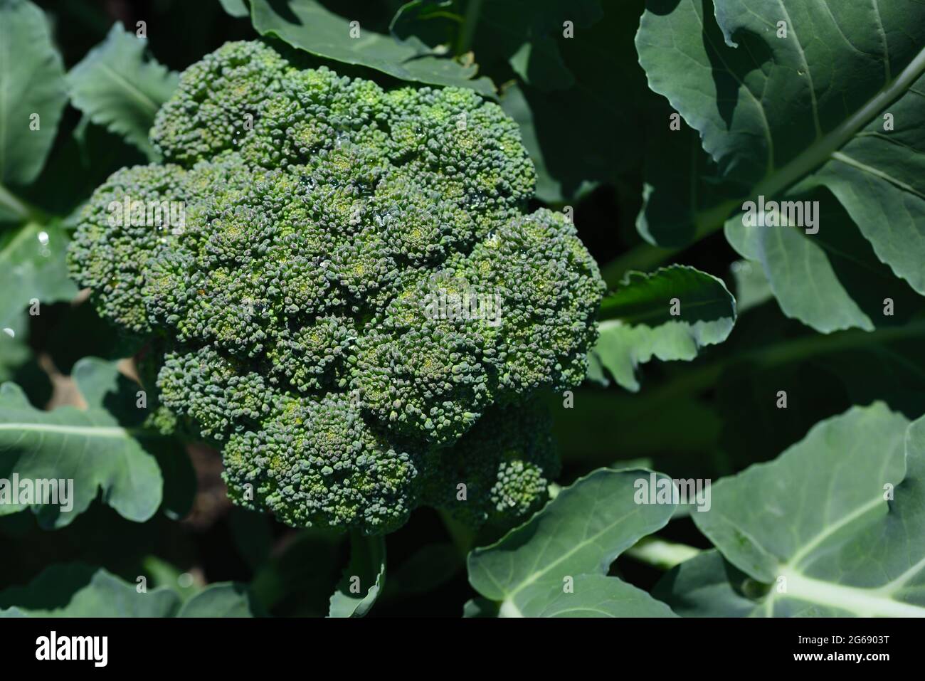 A green broccoli grows in the field and is ready to be harvested, with its florets and many leaves around it Stock Photo