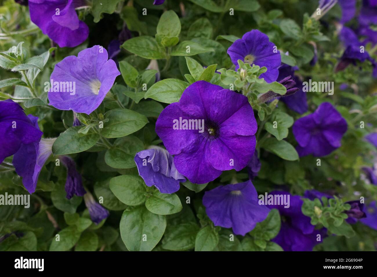 Blue Petunia × atkinsiana Stock Photo - Alamy