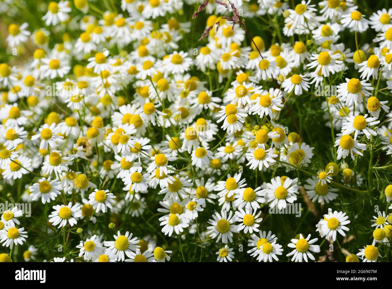 Field of chamomile hi-res stock photography and images - Alamy