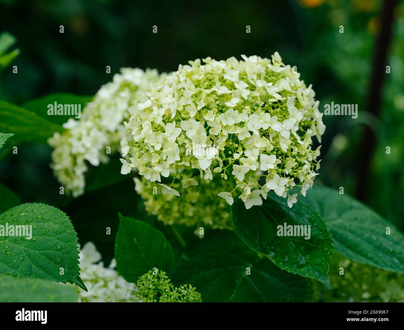 Blooming hydrangea after rain in the garden. Close-up Stock Photo