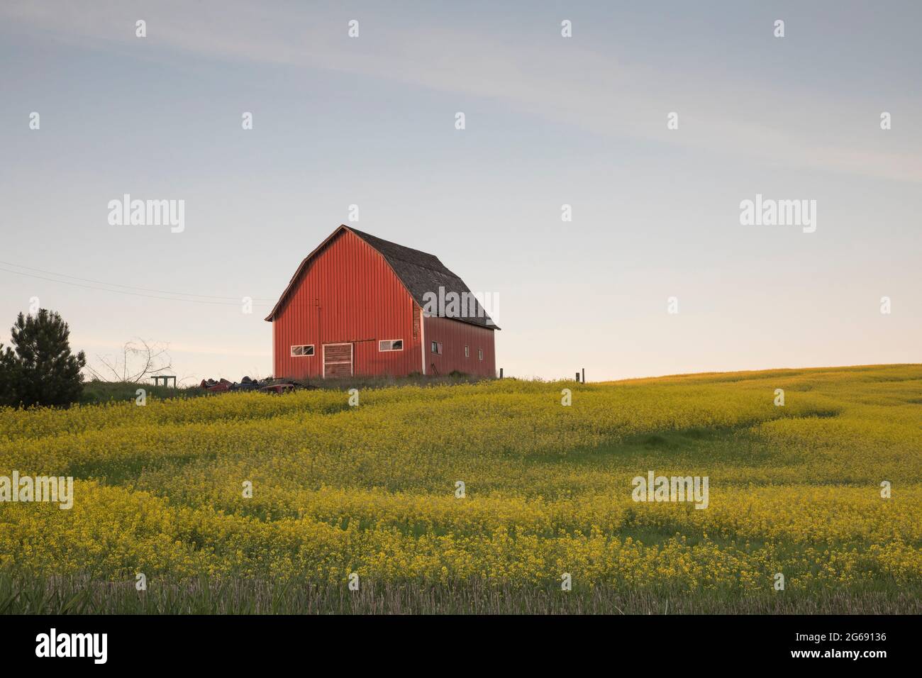 Evening scene of red barn in field of canola, Washington state. Stock Photo