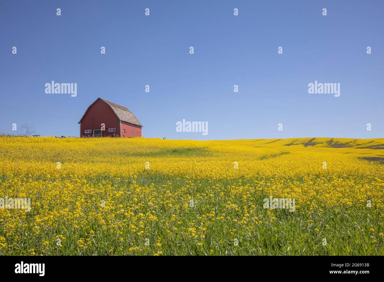 Red barn in field of canola, Washington state. Stock Photo